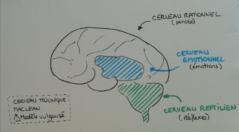 dessin : notre cerveau yannick bourdarel sophrologue